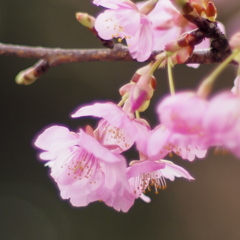 河津桜