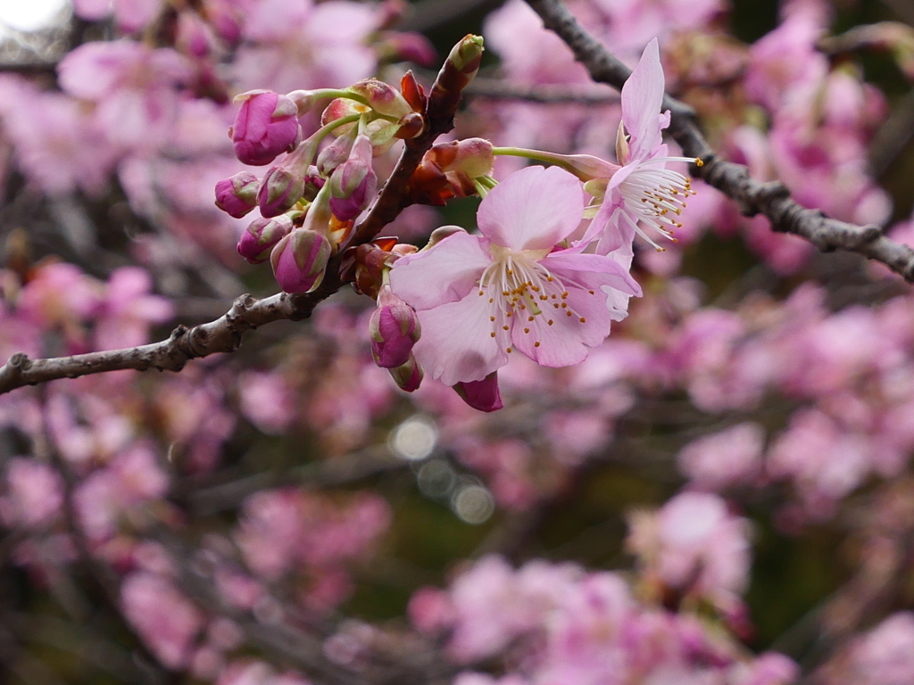 河津桜