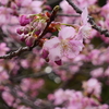 河津桜