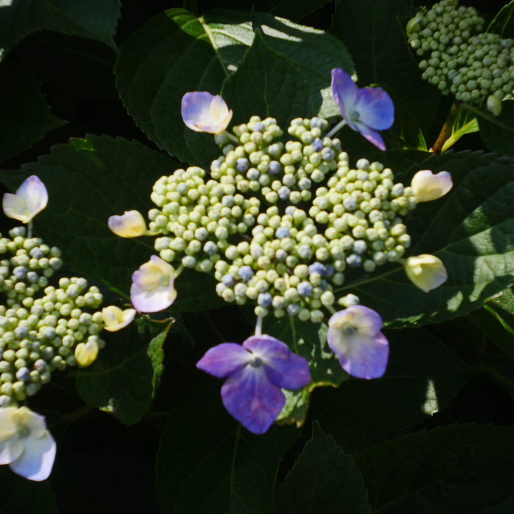 花かつみ園