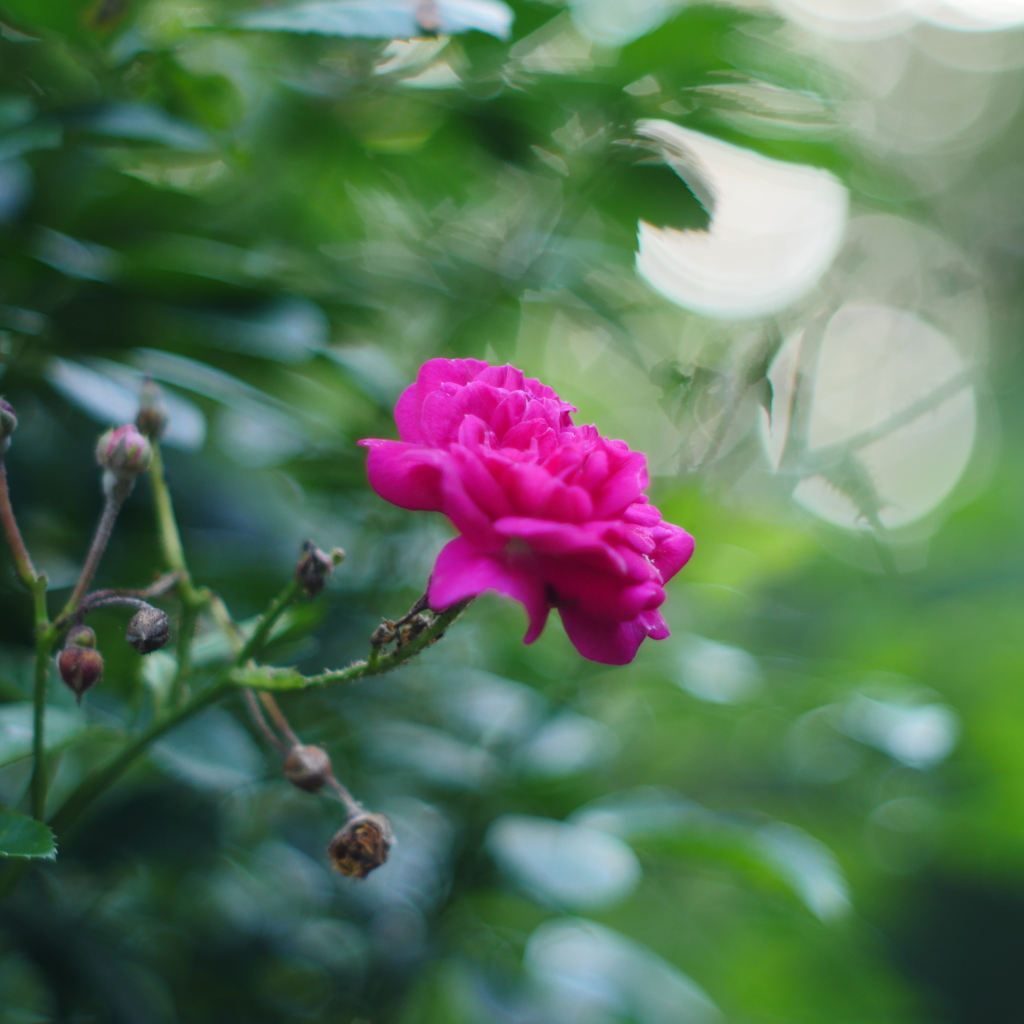 ふれあいの森