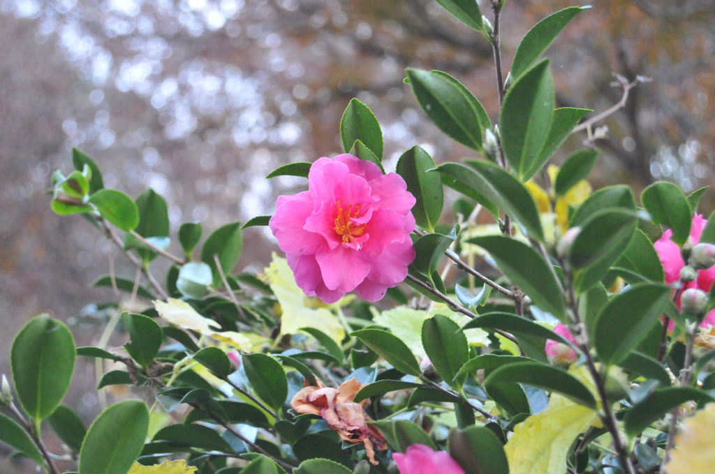 山茶花