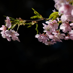 河津桜