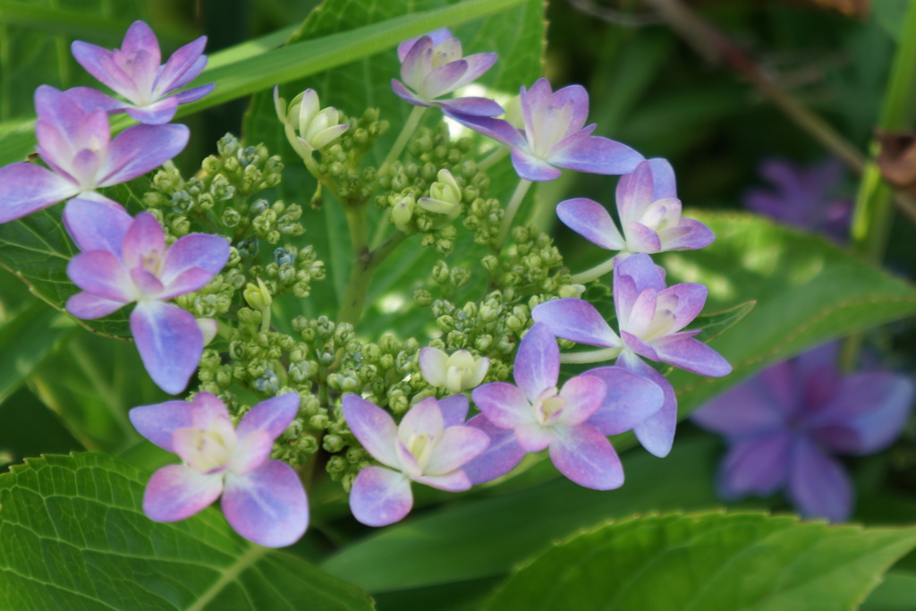 紫陽花