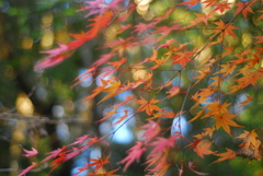 紅葉