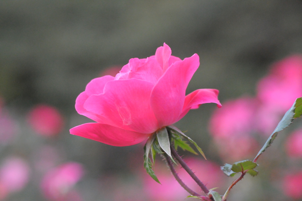 薔薇