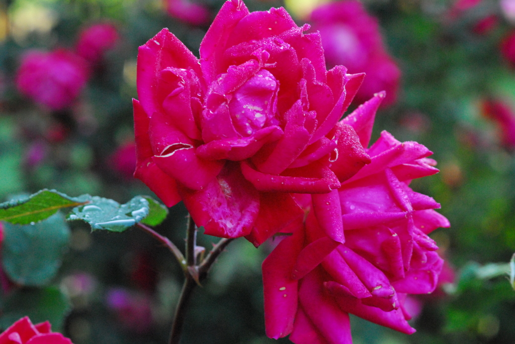 薔薇