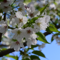 ふれあいの森