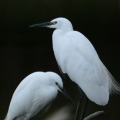 鳥