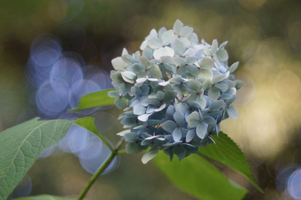 紫陽花