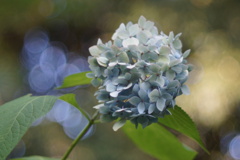 紫陽花