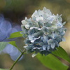 紫陽花