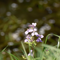ふれあいの森