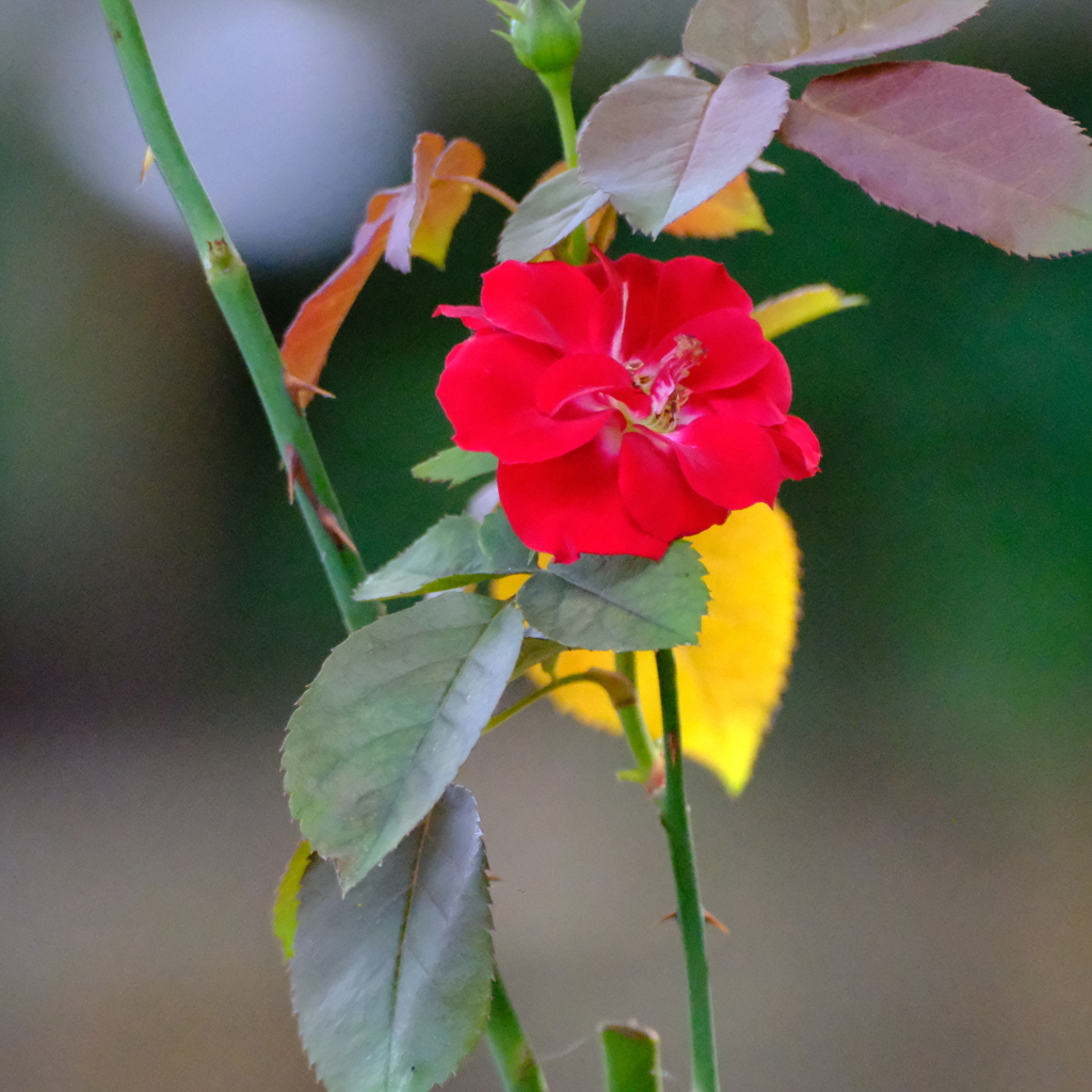 薔薇園