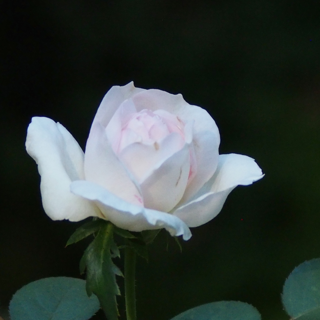 薔薇