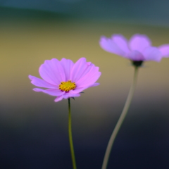 秋桜