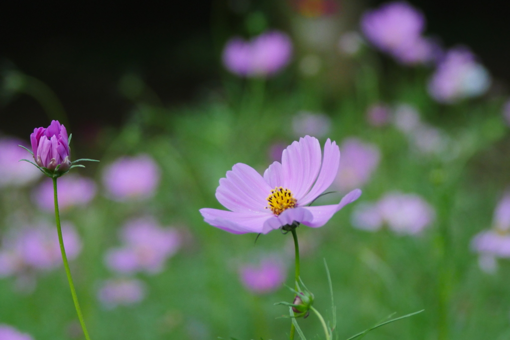 秋桜
