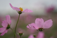 秋桜