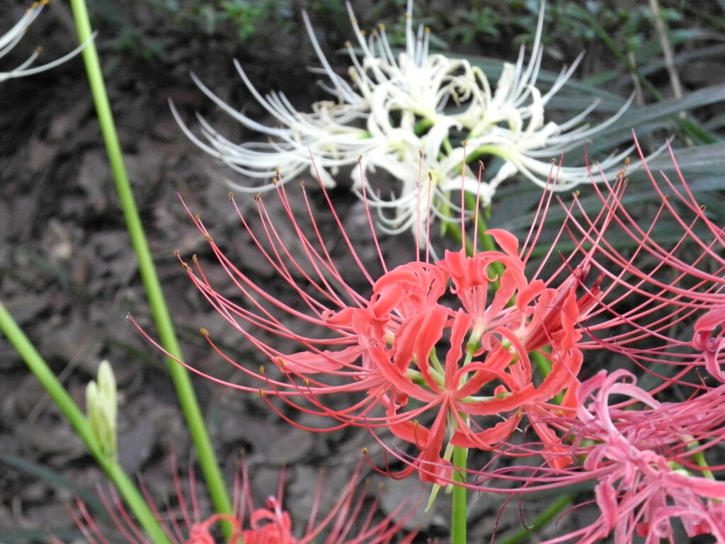 童話の森