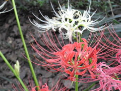 童話の森
