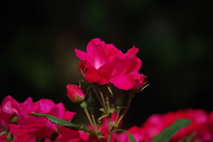 ふれあいの森