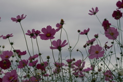 秋桜