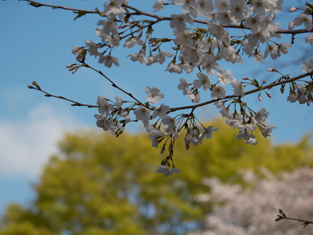 ふれあいの森
