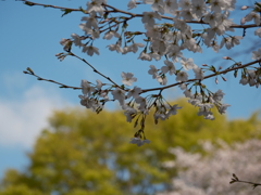 ふれあいの森