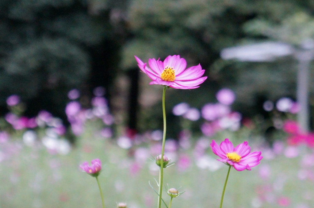 秋桜