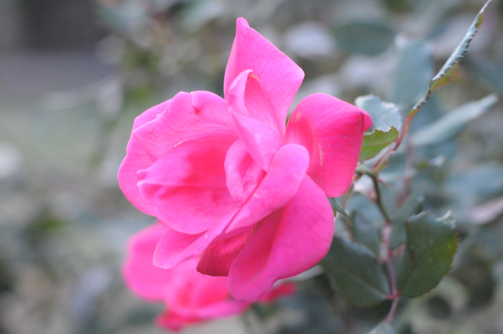薔薇