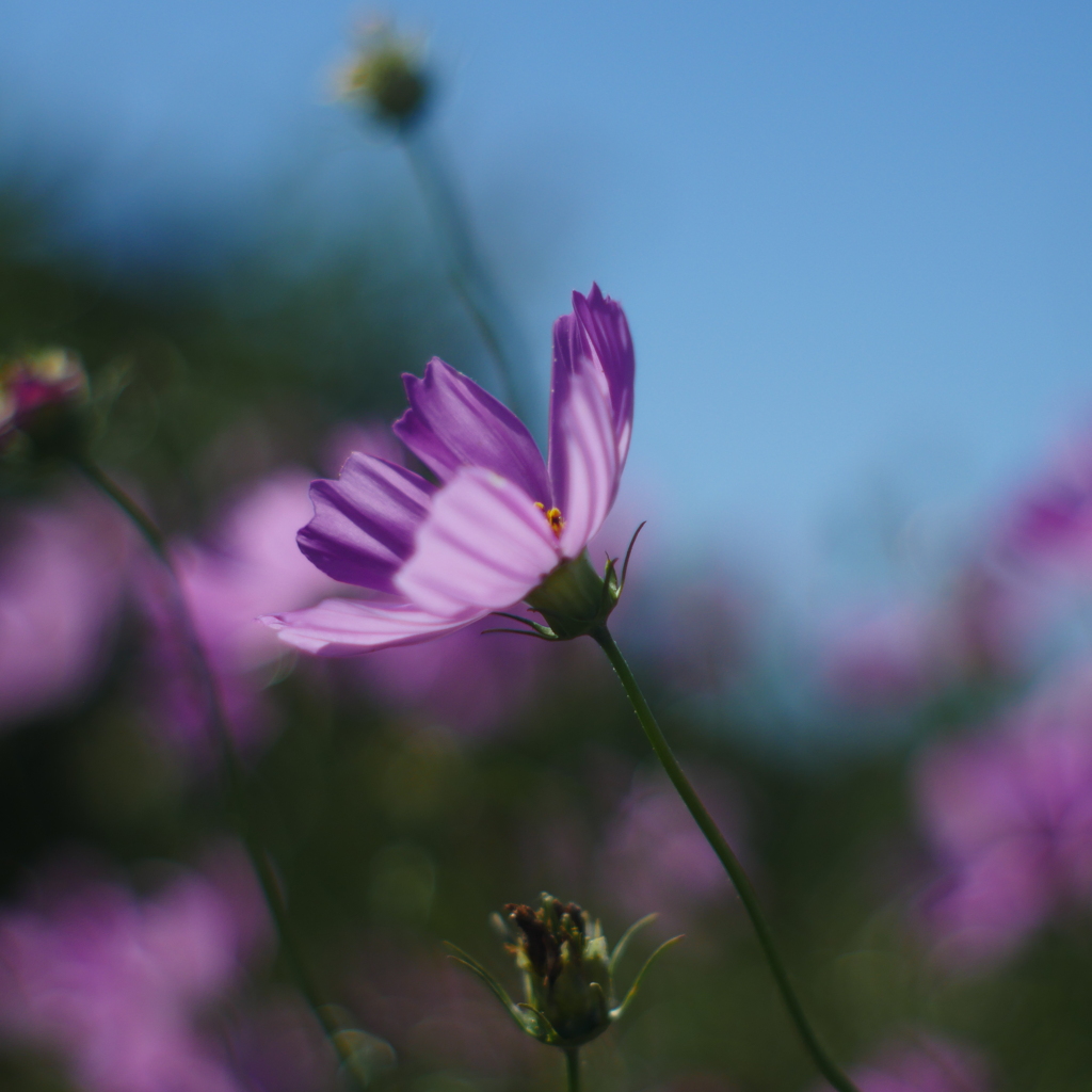 秋桜