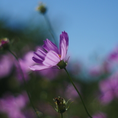 秋桜