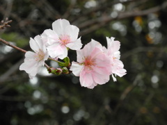 雁宿公園