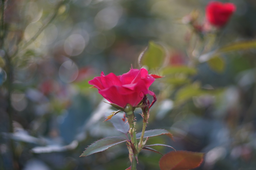 薔薇