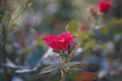 薔薇