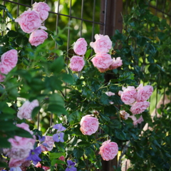 薔薇園