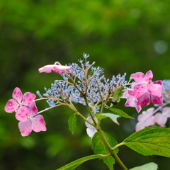 紫陽花