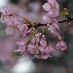 河津桜