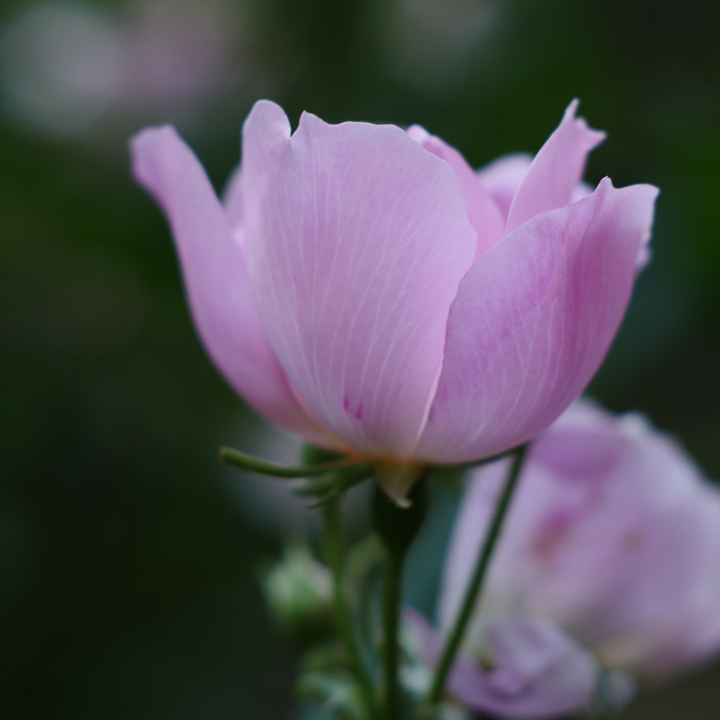 ふれあいの森