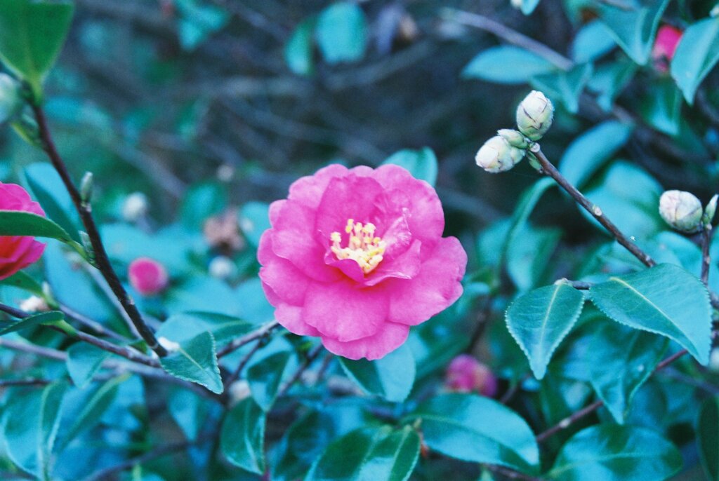 泉の森