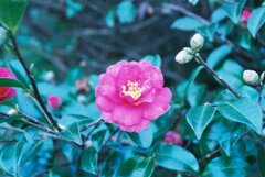 泉の森