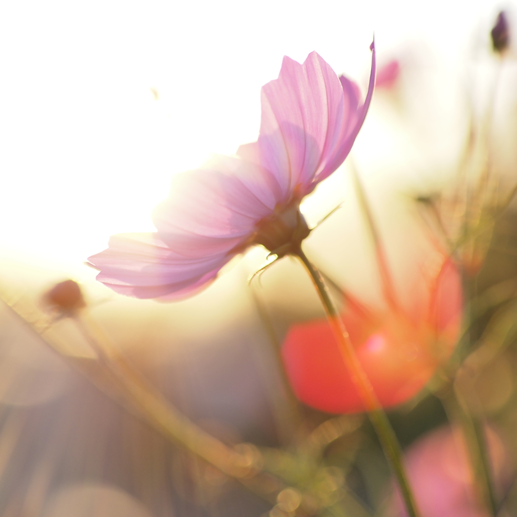 秋桜