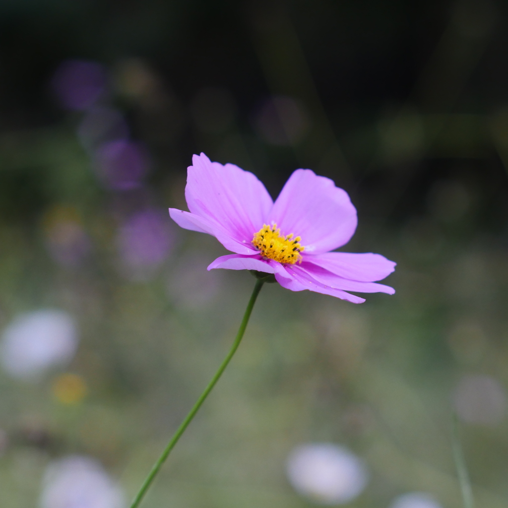 秋桜