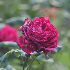 薔薇