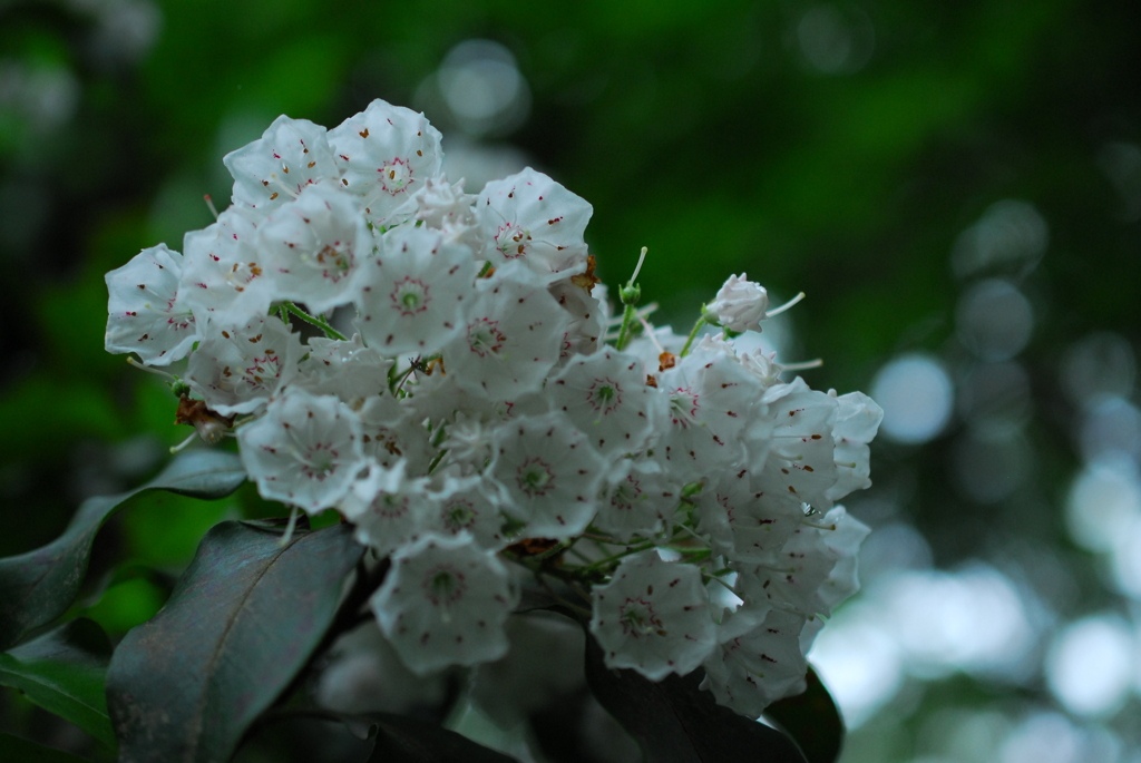 ふれあいの森