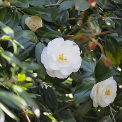 聖崎公園