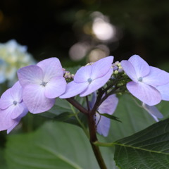I紫陽花