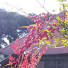 安養寺
