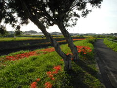 彼岸花