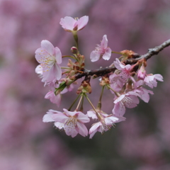 河津桜